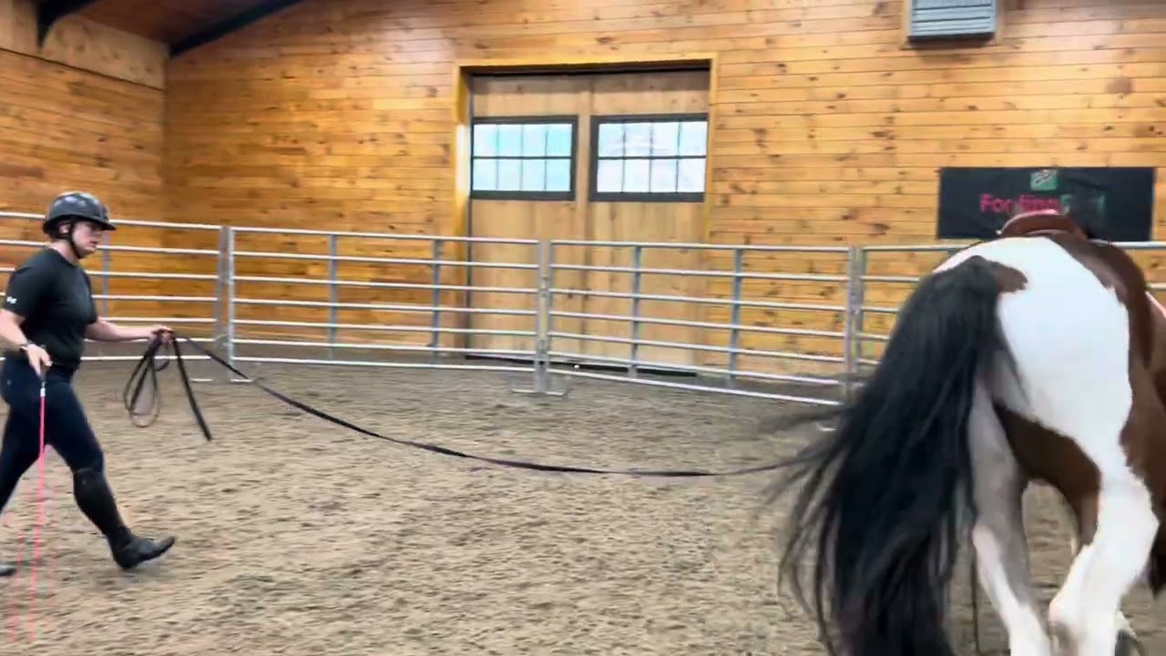 Young Horse Development - 1st time lunging with a saddle