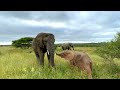 Timisa the Elephant Whale, Sebakwe the Head-Dunker &amp; Sweet Khanyisa Moments