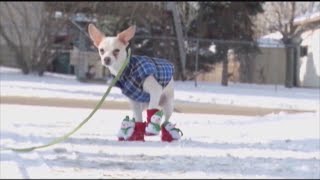 Veterinarian shares tips on keeping pets safe during the holiday Net Worth
