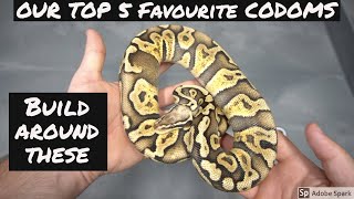 Top 5 Ball Python Genes - INC DOM Editions