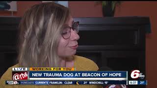Beacon of Hope Crisis Center adds trauma therapy dog