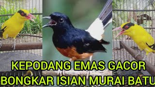 kepodang-emas-suara-merdu-full-isian-murai-batu
