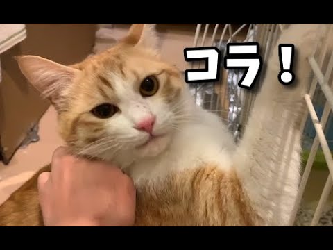 家猫修行中の猫の食い意地がすごい