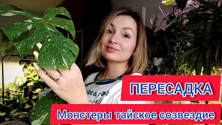 Пересадка Монстеры Тайское созвездие! Дышащий горшок и новый грунт