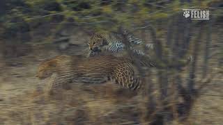 Leopard Vs. Leopardess — Mother leopard protects her cubs.