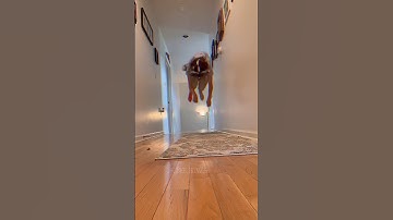 Jumping is not a crime👁️🐾~ #therian #quadrobics #quads #otherkin #alterhuman #therianthropy #love