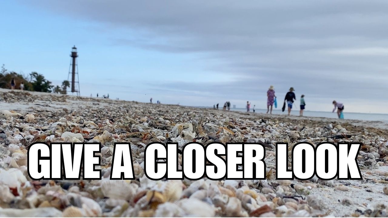 What if there are no shells? Change locations, look harder but stay happy!