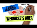 2-Minute Neuroscience: Wernicke's Area