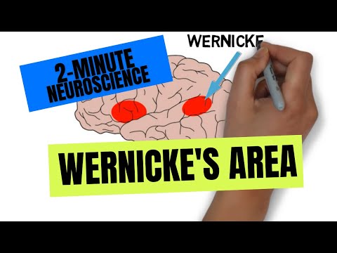 2-Minute Neuroscience: Wernicke&rsquo;s Area
