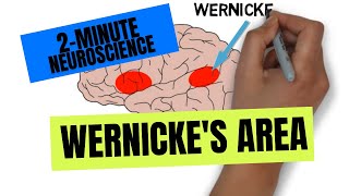 2-Minute Neuroscience: Wernicke's Area