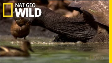 Darwin in the Galapagos | Nat Geo Wild