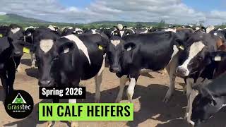 Spring 2026 In Calf Heifers