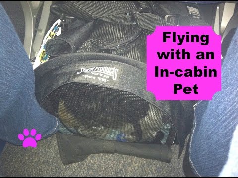 how-to:-flying-with-an-in-cabin-pet