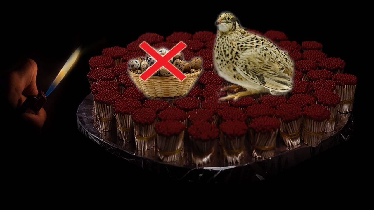 EXPERIMENT QUAIL MEAT vs Matches QUAIL BIRDS Meat Fry With
