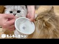 猫が集まる春アイテムを買ってみました 【サイベリアン】