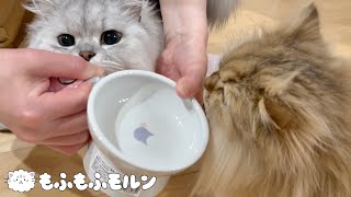 猫が集まる春アイテムを買ってみました 【サイベリアン】
