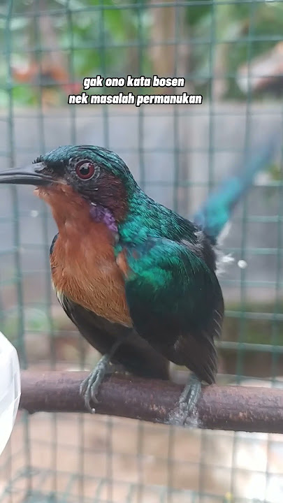 burung Kolibri wulung 🤪