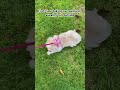Run run run #puppy #puppyvideos #puppyshorts