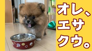 ぽんすけの食事シーンに癒される【ポメラニアン】