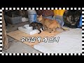 길고양이 모녀가 우리집을 찾아 온 이유
