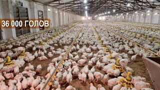36000 голов бройлеров на птицефабрике Кайнар кус. Содержание бройлеров. Казахстан