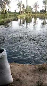Ikan lele viral 2021
