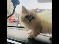 Winter my rescued cat was so curious in his first time in the car🤔#cats #capcut #viralshort