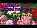 231_How to care sweet pea flowering vine || information about sweet pea plant ( Hindi/ Urdu)