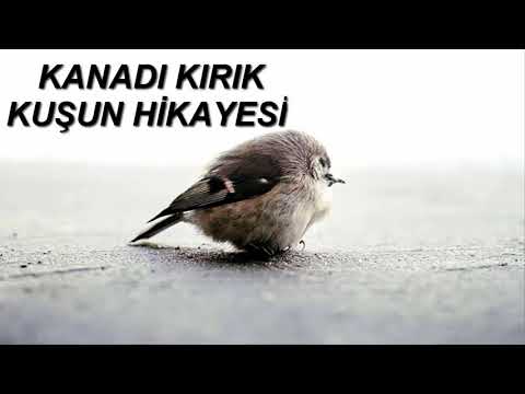 Kanadı Kırık Kuşun Hikayesi | Gözü aldatmak kolaydır ama...