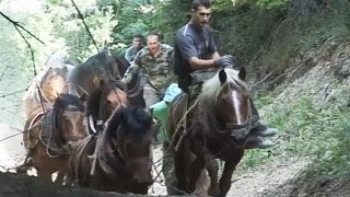 FURMANI ROMANIJE dokumentarni film #drafthorses #horses