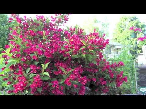 Video: Weigela 