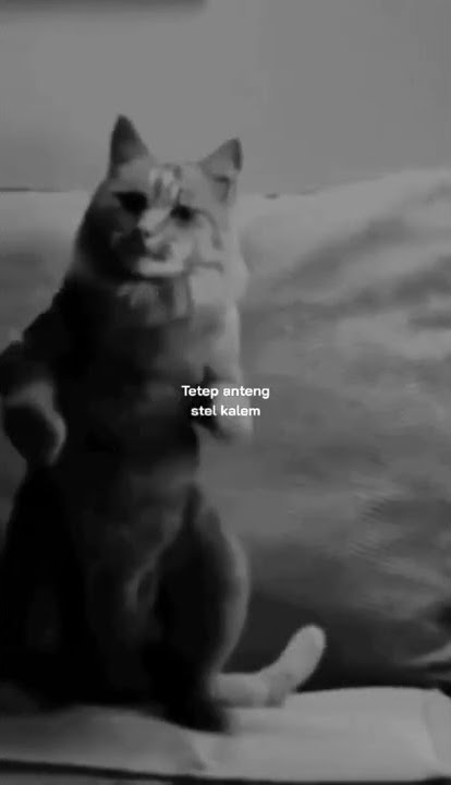 STORY WA || VIDEO LUCU BIKIN NGAKAK 😂🤣 || QUOTES JOWO