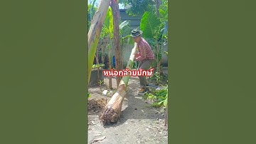 เทคนิคปลูกหน่อใหญ่โตไวทันตาเห็น #ปลูกกล้วย #คลายเครียด