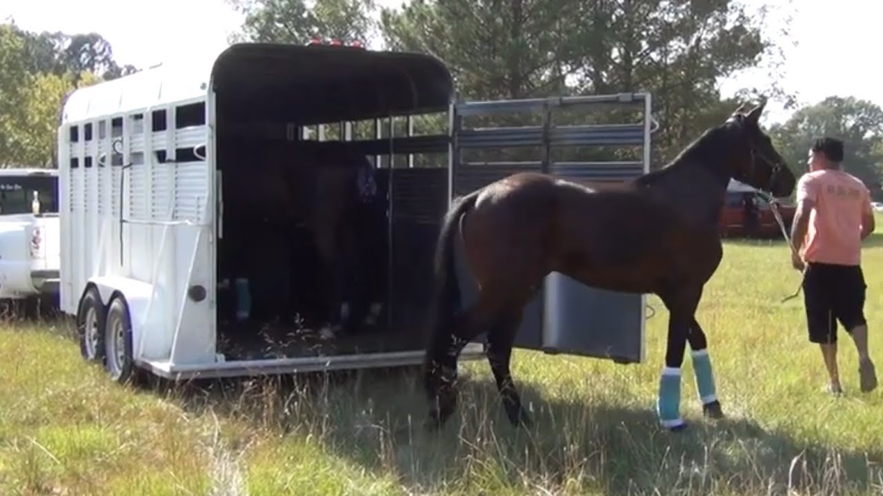 Unloading Standardbred Race Horses of Big Money Stables in Arkansas