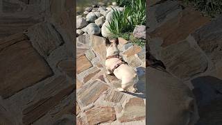 бульдог Мигель #бульдогмигель