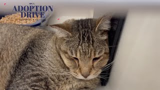 Spca, Singapore Pet Adoption Drive July 2023