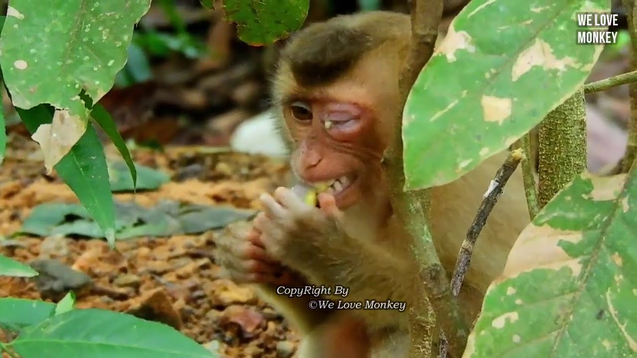 Abandoned Monkey Sok's Eyes Injury Better Than Yesterday,Sok Can Eat Fruit & Have A Bit More Energy