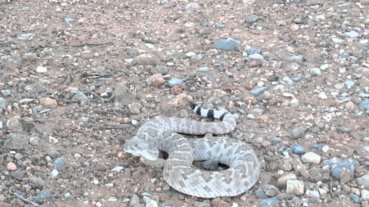 Rattlesnake on Lazy Cow Trail in northeast El Paso YouTube