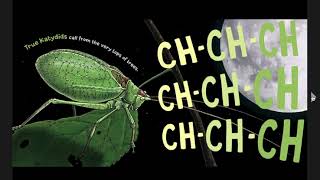 Noisy Bug Read Aloud