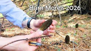 Spot Prawn Stuffed Morels 2026 | Gourmet Forage & Cook