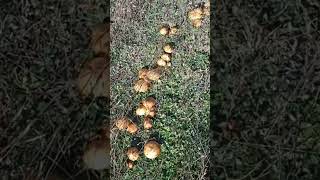 Поляна Маслюків #україна #грибочки #mushroom #життя #nature #ліс