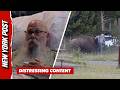 'He Launched Me in the Air': Grandpa Recounts Terrifying Yellowstone Bison Attack