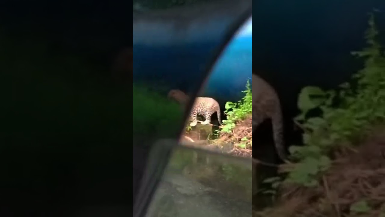 tansa wildlife sanctuary 🐆 