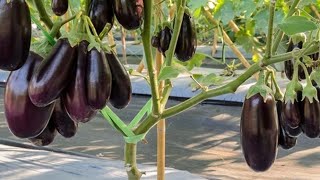Kako ostvariti velike prinose - uzgojite ukusne i kvalitetne  plodove  patlidžana
