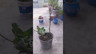 #garden I have problems but I don't stop