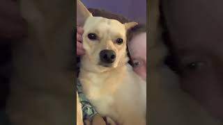 #nighttimechill #dog