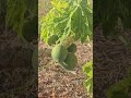 Pick me🍈👀 #papaya #freshpick #garden #youtubeshorts #follower