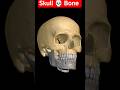 skull 💀 Bone anatomy #medicalstudent #neetpreparation ##nursing #paramedical #shorts #viral