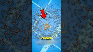 Never Stomp This Spider ‼️😱