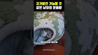 자가발전 가능할 것 같은 냥이ㅋㅋㅋㅋㅋㅋㅋㅋ